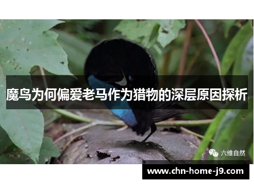 魔鸟为何偏爱老马作为猎物的深层原因探析 魔鸟为何偏爱老马作为猎物的深层原因探析